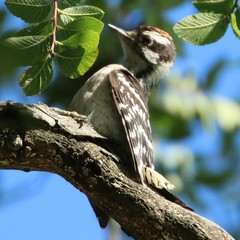 Dryobates pubescens