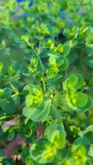 Helioscopia