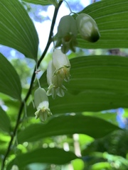 Polygonatum biflorum biflorum