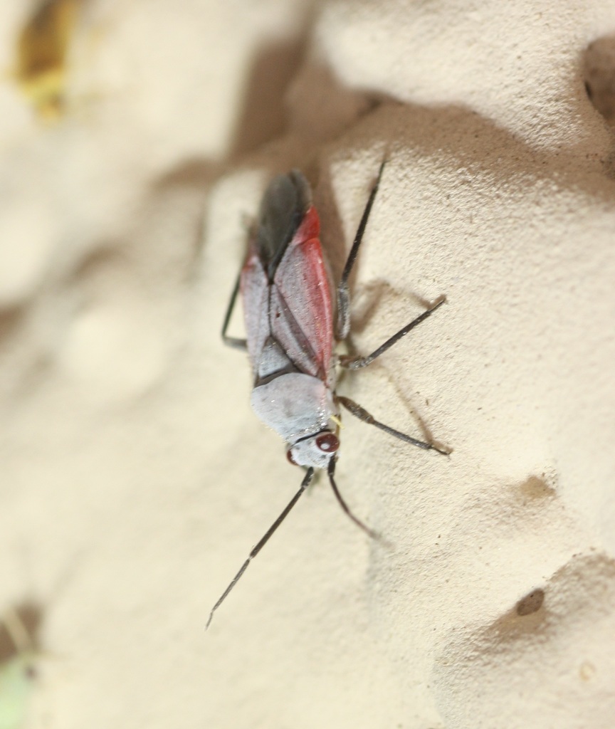 Lopidea eremita