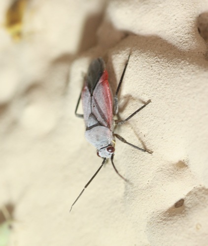Lopidea eremita