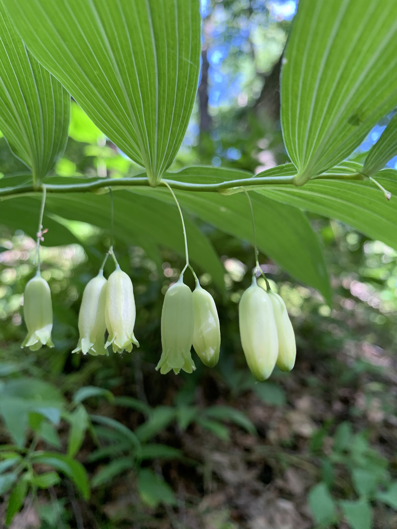 Polygonatum