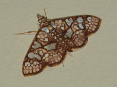 Glyphodes canthusalis