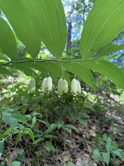 Polygonatum biflorum biflorum
