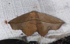 Polyacme dissimilis