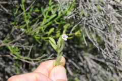 Erythranthe parishii