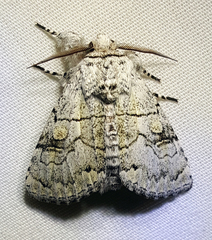 Charadra dispulsa