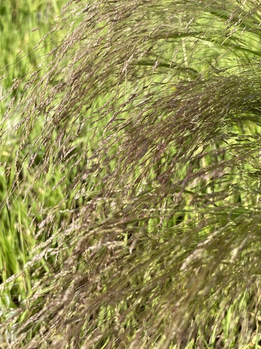 Agrostis hyemalis iNat (3)