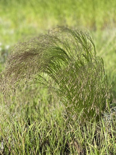 Agrostis hyemalis