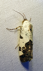 Acontiini