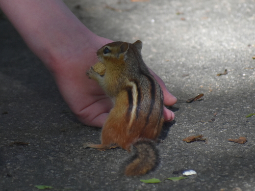 Eastern Chipmunk photographed in Rhode Island