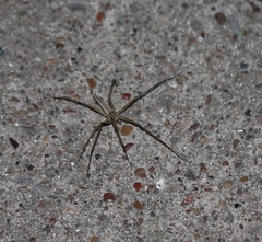 Pisaurina dubia