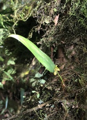 Pleurothallis dibolia