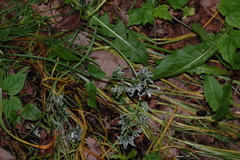 Ornithogalum boucheanum