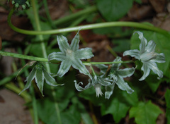 Ornithogalum boucheanum