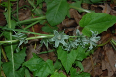 Ornithogalum boucheanum