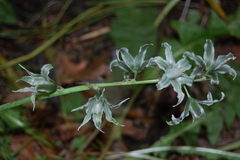 Ornithogalum boucheanum