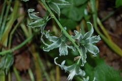 Ornithogalum boucheanum