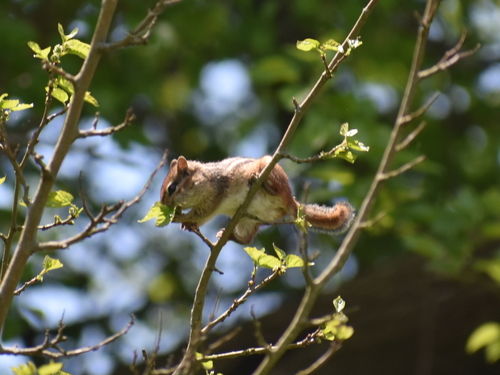 Eastern Chipmunk photographed in Rhode Island