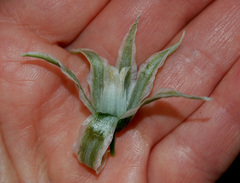 Ornithogalum boucheanum