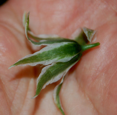 Ornithogalum boucheanum