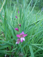 Gladiolus
