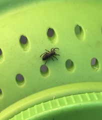Tutelina similis