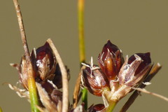 Juncus novae-zelandiae