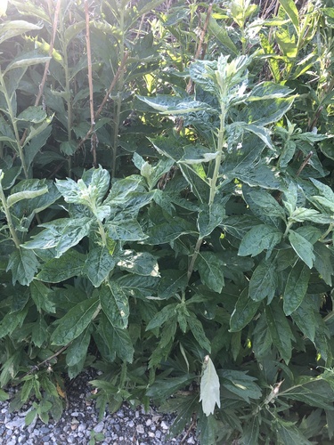 iNaturalist observation photo of California mugwort