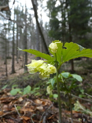 Cardamine enneaphyllos