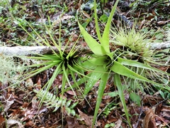 Tillandsia utriculata