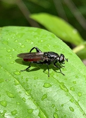 Chalcosyrphus piger