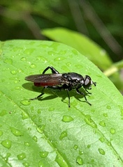 Chalcosyrphus piger