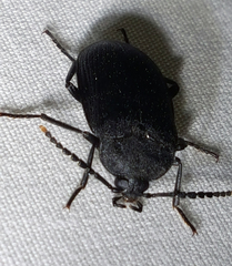Penthe pimelia
