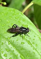 Chalcosyrphus piger
