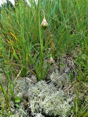 Microseris laciniata laciniata