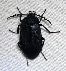 Penthe pimelia