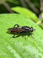 Chalcosyrphus piger