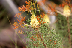 Petrophile multisecta