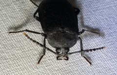 Penthe pimelia