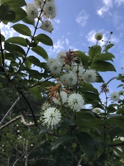 Cephalanthus tetrandra