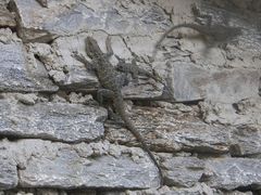 Laudakia tuberculata