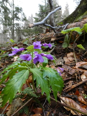 Cardamine glanduligera