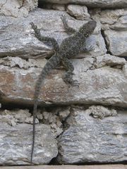 Laudakia tuberculata