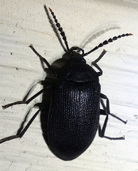 Penthe pimelia