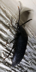 Penthe pimelia