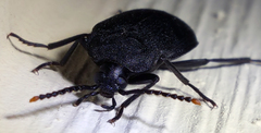 Penthe pimelia