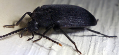 Penthe pimelia