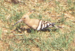 Upupa epops