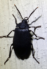 Penthe pimelia